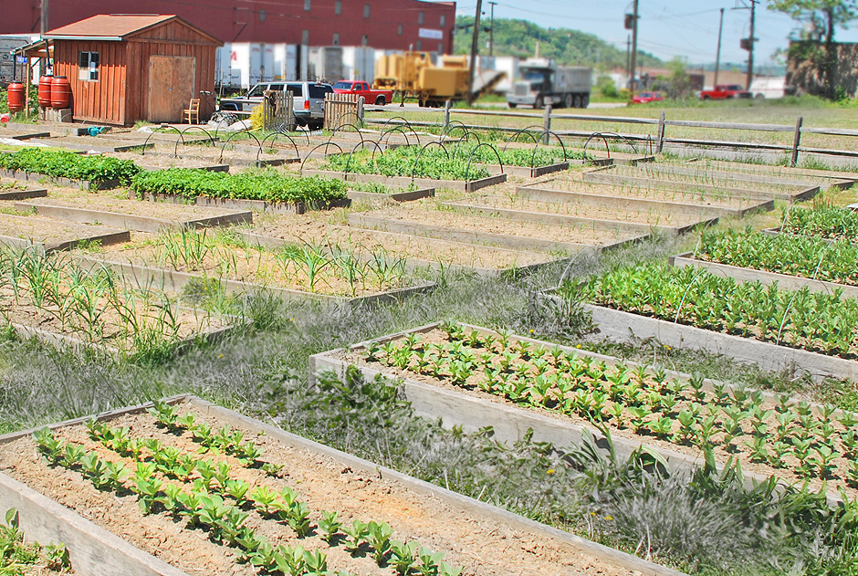 Braddock Farms